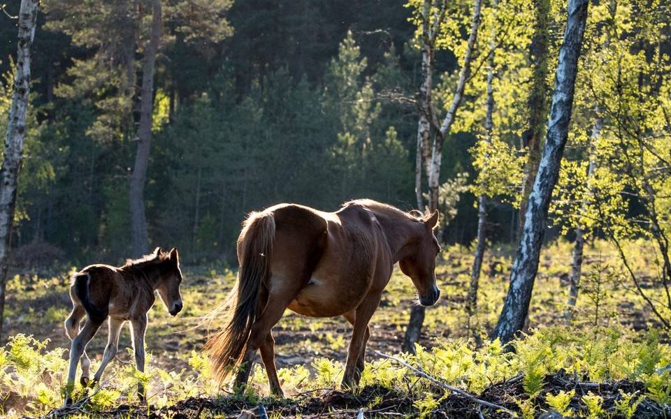 Documentary Národní park New Forest
