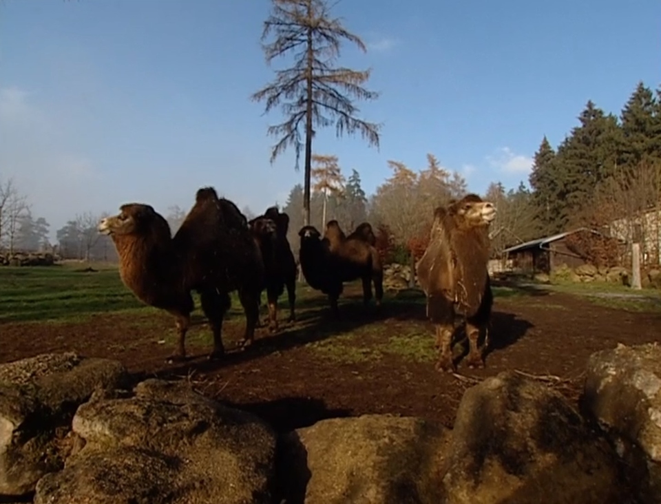 Dokument ZOO - živé muzeum?