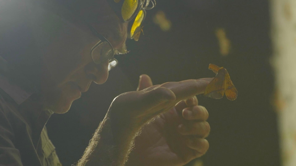Documentary Mystérieux insectes, sur la piste des origines