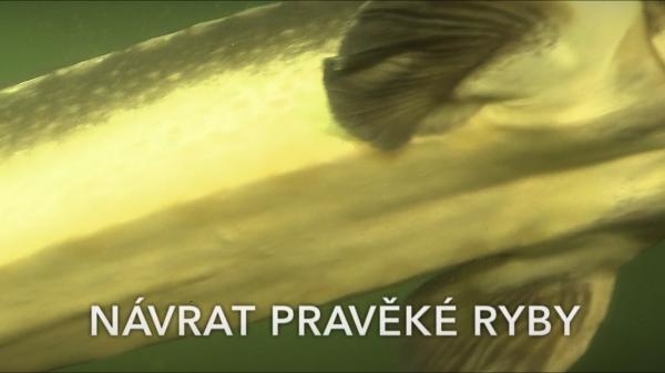 Návrat pravěké ryby