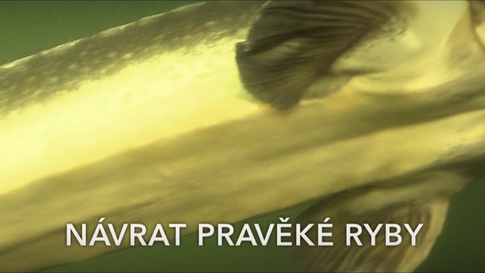 Документ Návrat pravěké ryby