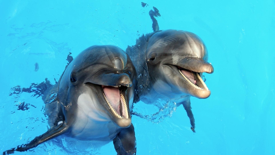 Dokument Bertie Gregory: bliskie spotkanie z delfinami