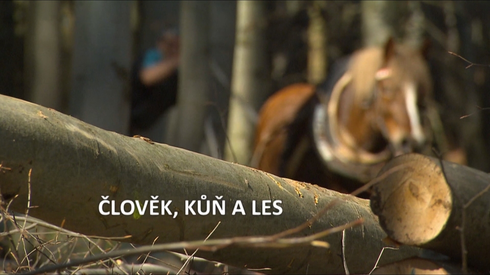 Documentary Člověk, kůň a les