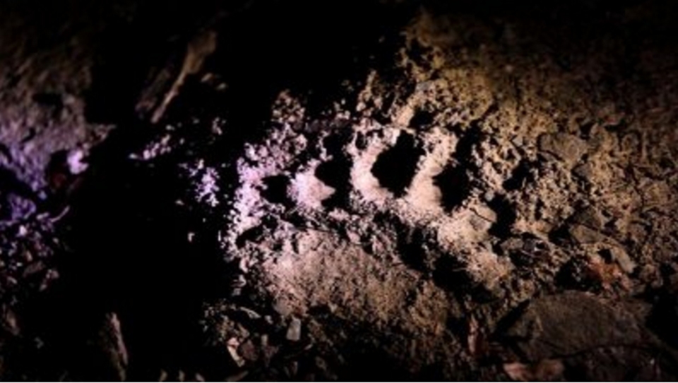 Documentary Causa Carnivora
