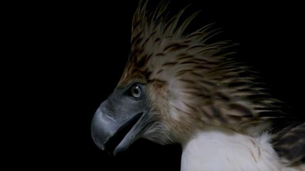 Naděje pro krále nebes