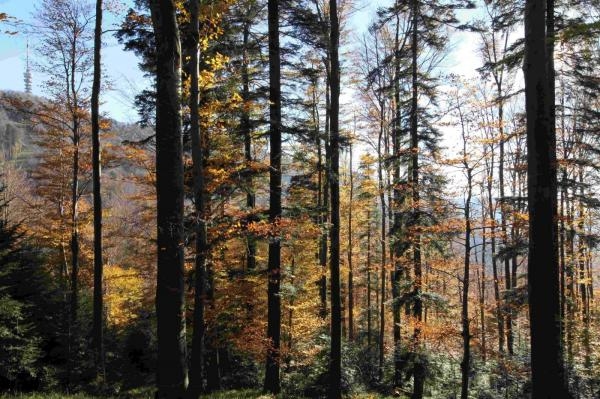 Hrvatsko vodeno blago