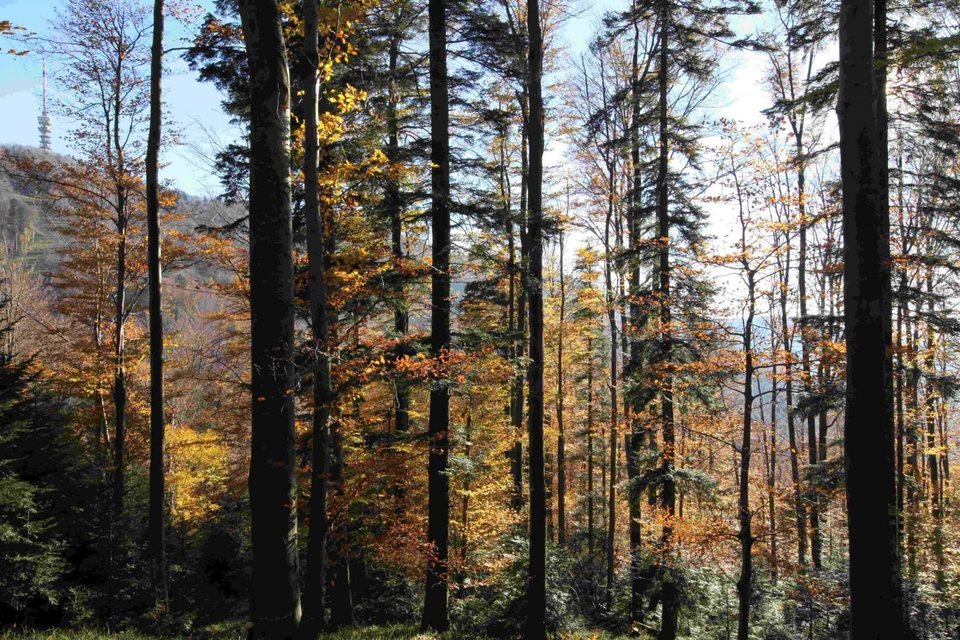 Hrvatsko vodeno blago