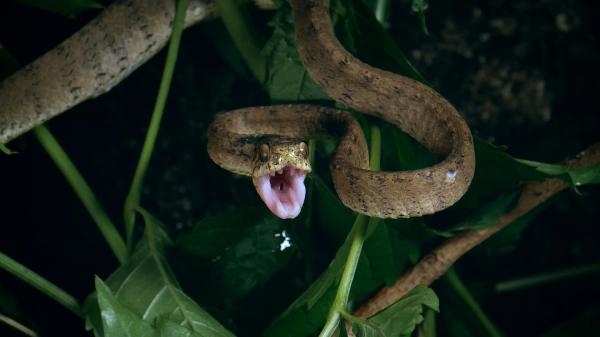 Olśniewająca Ameryka: W krainie gadów