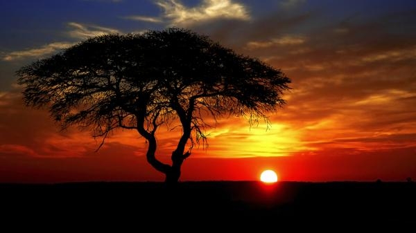 Divlji geniji Afrike