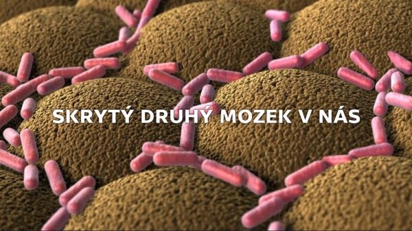 Druhý mozek
