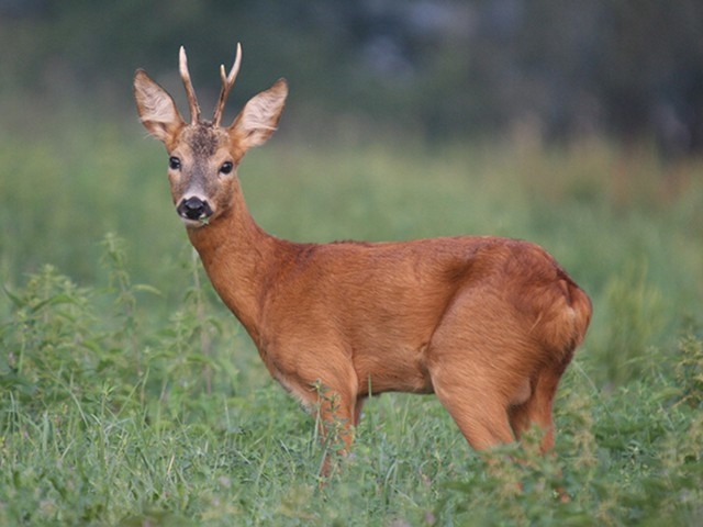 Dokument Srnec v&nbsp;Szeghalomu