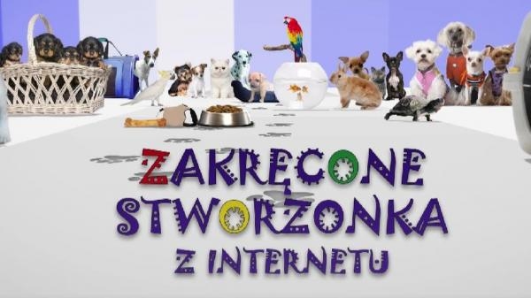 Zakręcone stworzonka z internetu