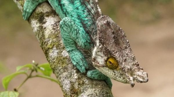 Madagaskar