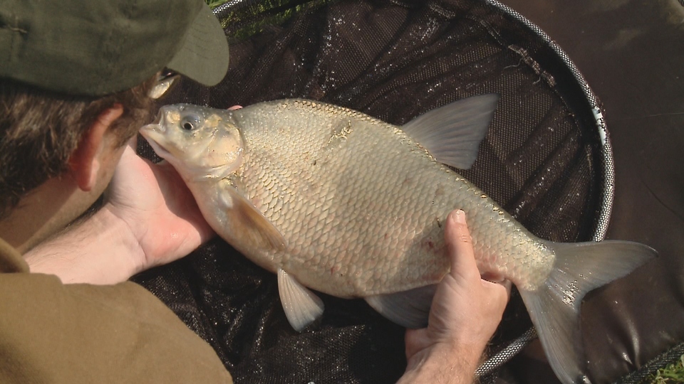 Документ Match Fishing - V anglickém stylu