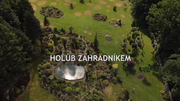 Holub zahradníkem