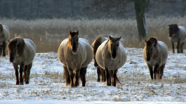 Delta Odry - divočina bez hranic