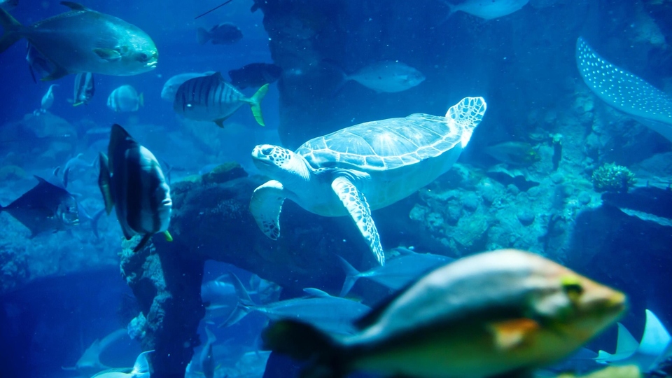 Dokumentarci Džungla u oceanu