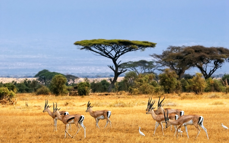 Dokument Africká savana