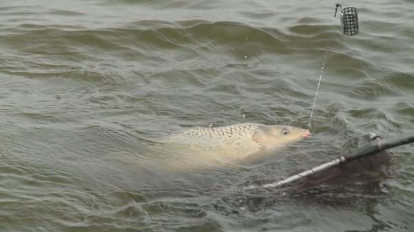 S nástrahami Bait Bait na stopě velkých kaprů jezera Balaton - Východní pánev