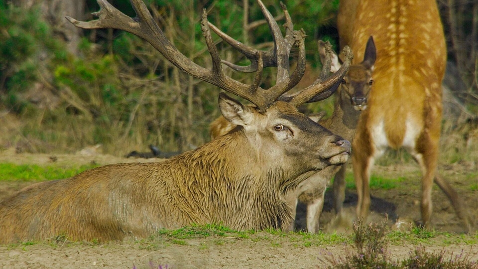 Dokument Pays-Bas, voyage au coeur d'une nature sauvage