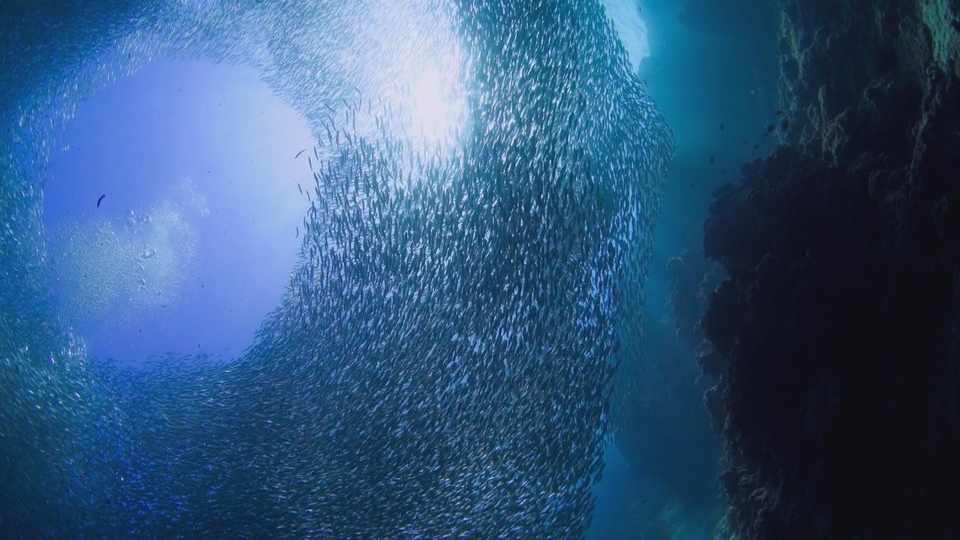 Dokumentarci Tihi ocean
