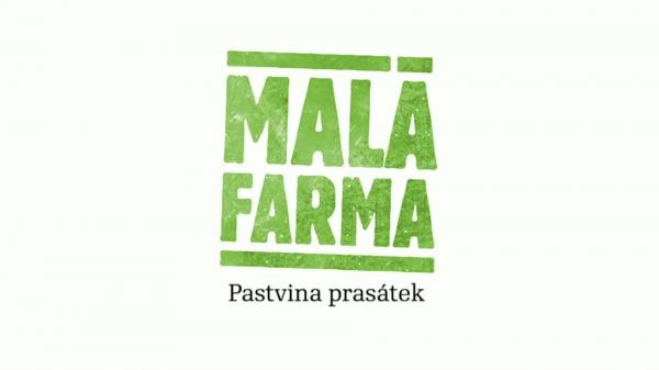Pastvina prasátek