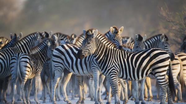 Rok v africké divočině