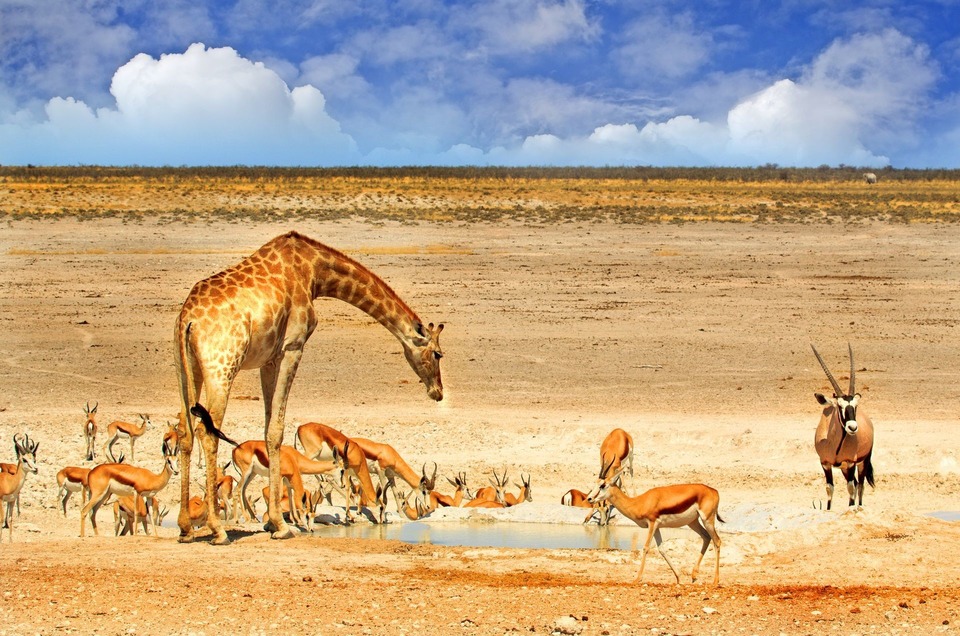 Dokument Namibijské deníky 2017
