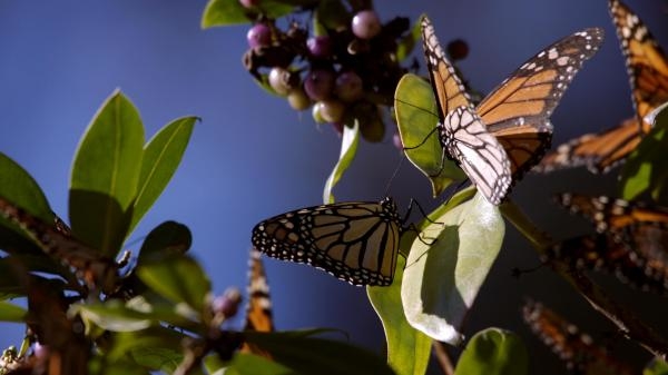 Tajne veličanstvenih šuma