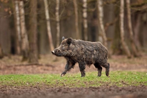 Myslivecká horečka - Lov divočáků s křesadlovou puškou