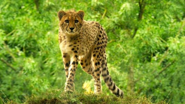 Des zoos nouvelle génération
