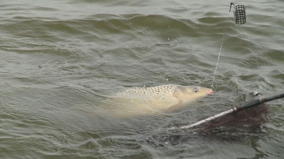 Documentary Carp Zoom - Double Feeder