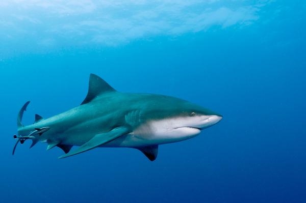 Morski psi bikovi prilaze sve bliže