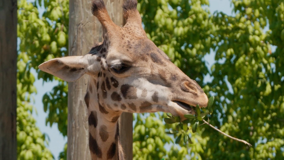 Dokument Sekrety zoo: dzikie wieści z Tampy