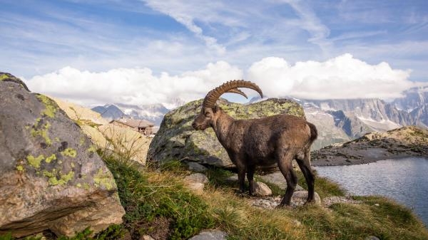Ibex - alpejski akrobata