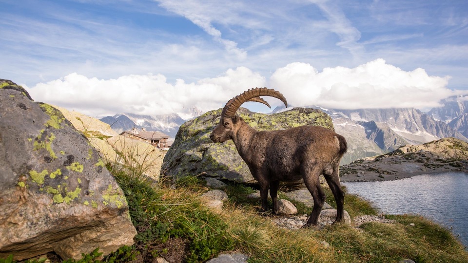 Документ Ibex - alpejski akrobata