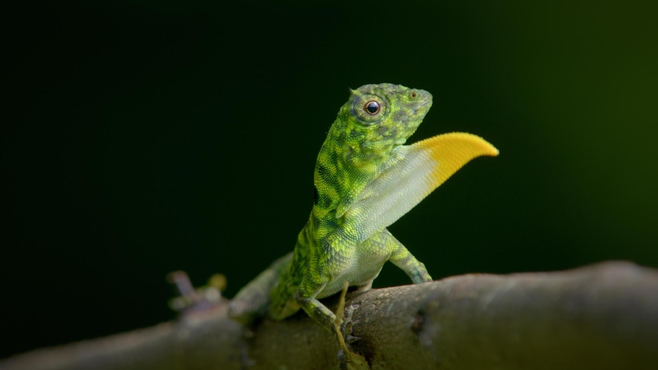 Viasat Nature