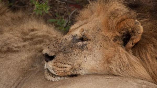 Lavlja braća: od mladunaca do kraljeva