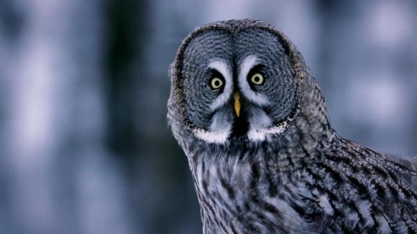 Dzikie, sprytne i zabójcze