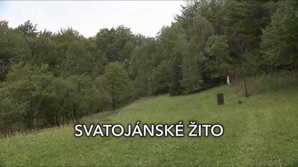Svatojánské žito