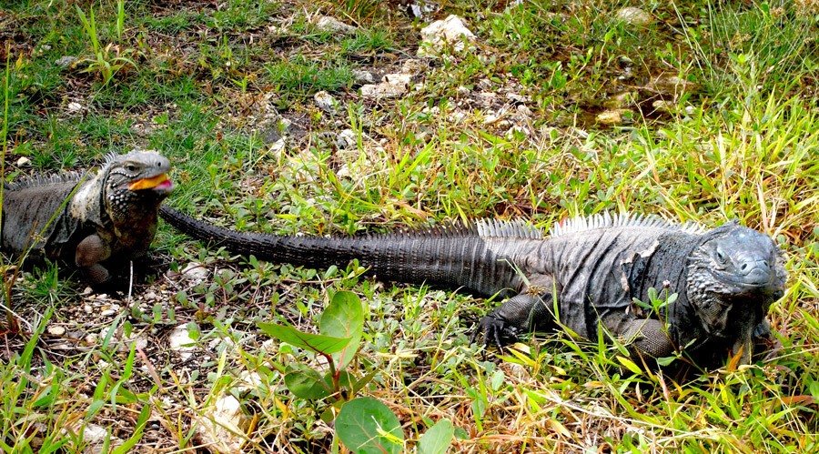 Dokument Na cestě po Kajmanských ostrovech