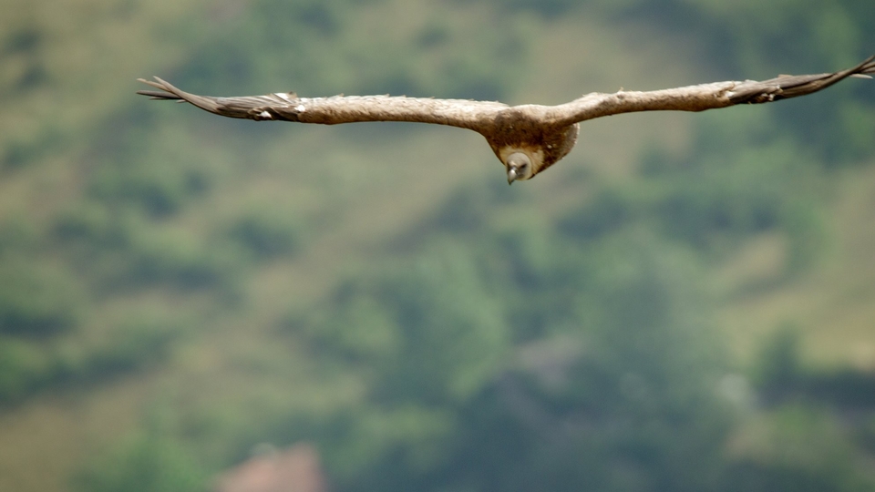 Documentary Ptačí říše