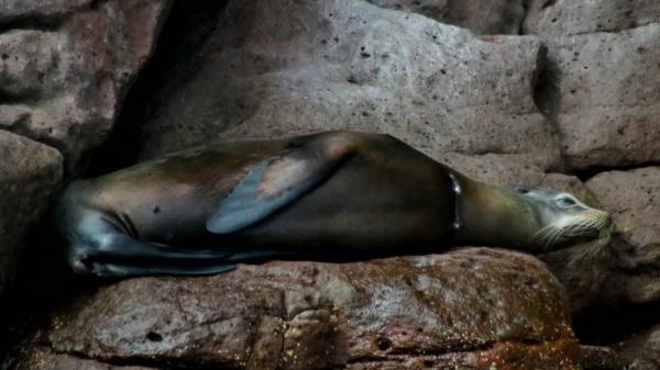 Mexický tým záchrany lachtanů