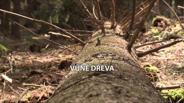 Vůně dřeva