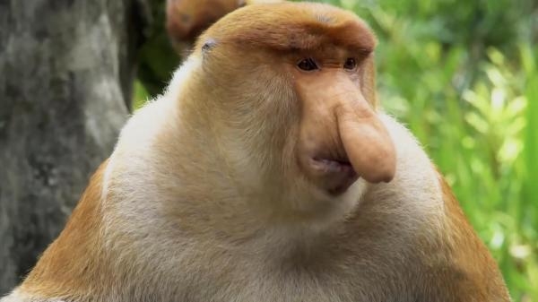 Judi Dench na tropikalnym Borneo