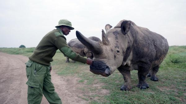 Ostatnie nosorożce: nowa nadzieja