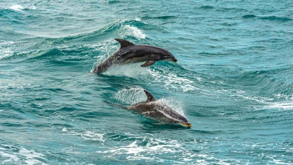 La vie dans les baies du Pacifique