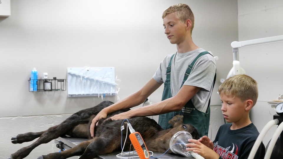 Dokument Weterynarze z Nebraski: Kozia niespodzianka