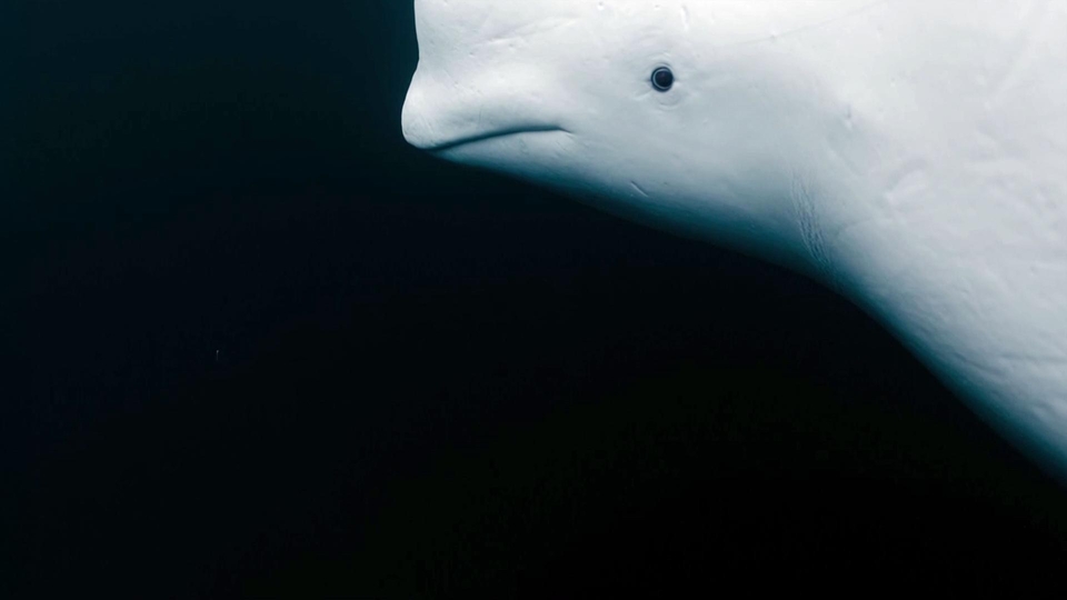 Documentary Tajny agent-wieloryb