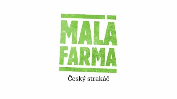 Český strakáč